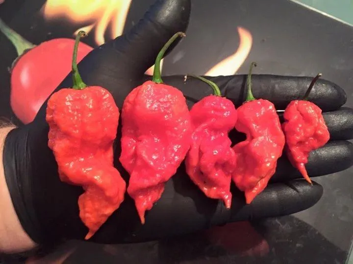 The Carolina Reaper Essentials Kit (Heat Level - EXTREME)